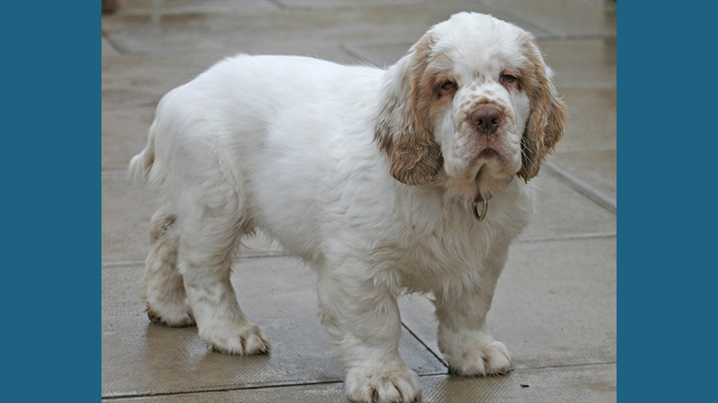 Clumber Spaniel 1