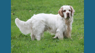 Clumber Spaniel 10