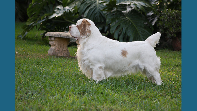 Clumber Spaniel 11