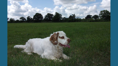 Clumber Spaniel 12