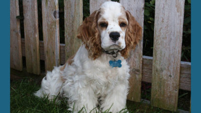 Clumber Spaniel 2