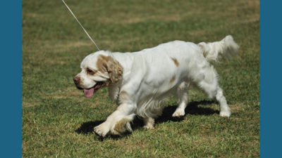 Clumber Spaniel 3