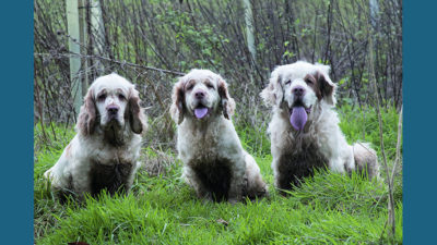 Clumber Spaniel 4