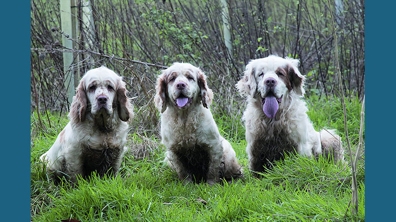 Clumber Spaniel 4