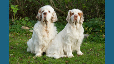 Clumber Spaniel 5