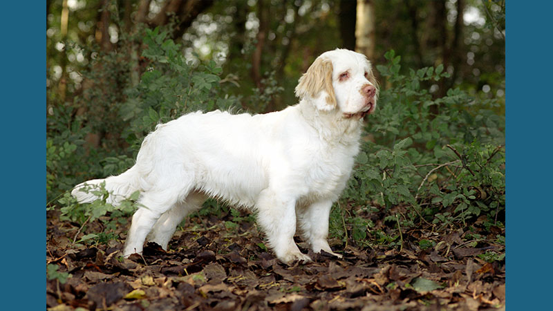 Clumber Spaniel 6