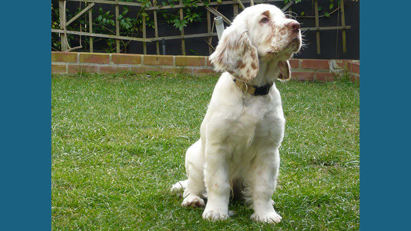 Clumber Spaniel 7