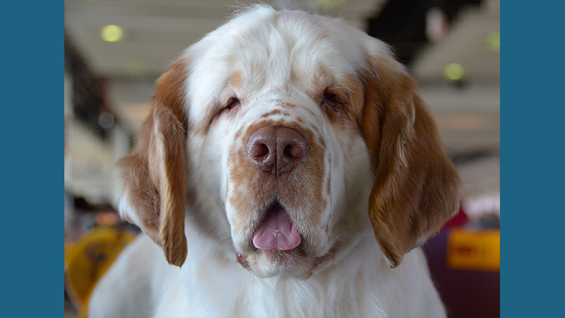 Clumber Spaniel 8