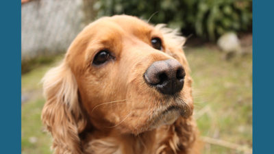 Clumber Spaniel 9