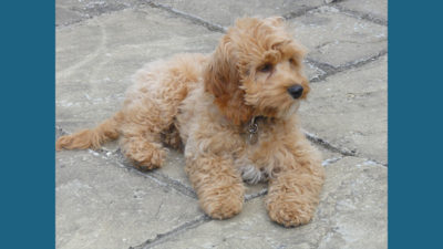 Cockapoo 3