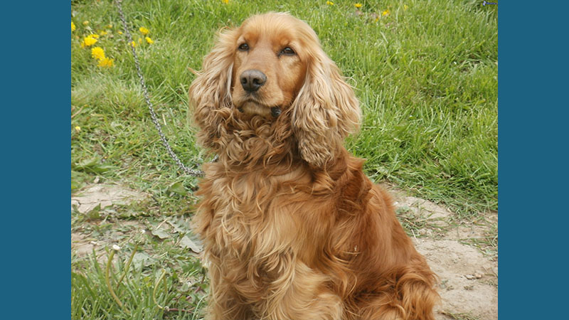 Cocker Spaniel 1