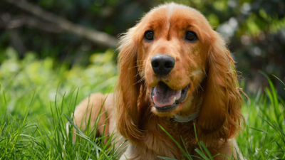 Cocker Spaniel 2