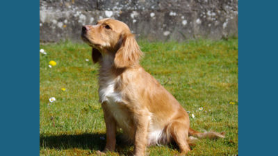 Cocker Spaniel 3