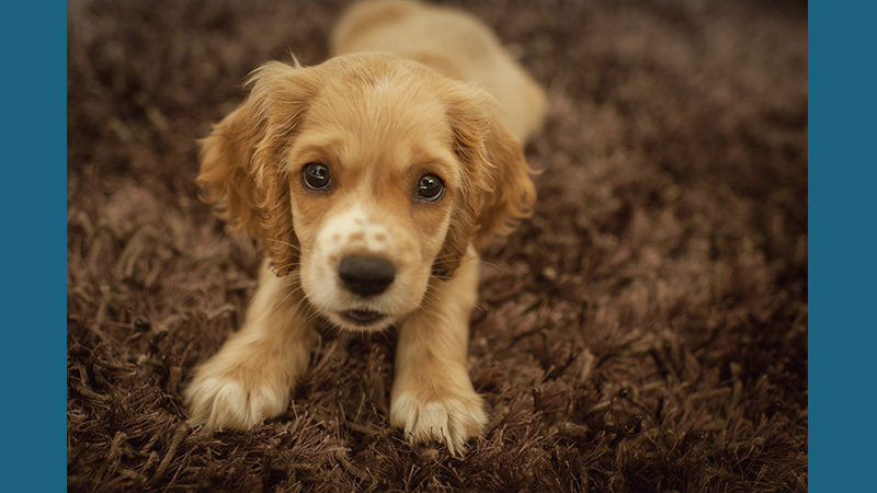 Cocker Spaniel 4