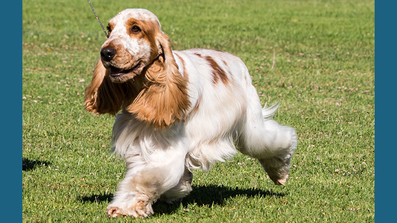 Cocker Spaniel 6