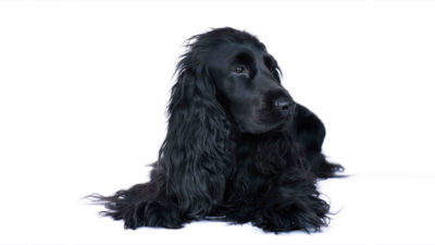 Cocker Spaniel 7