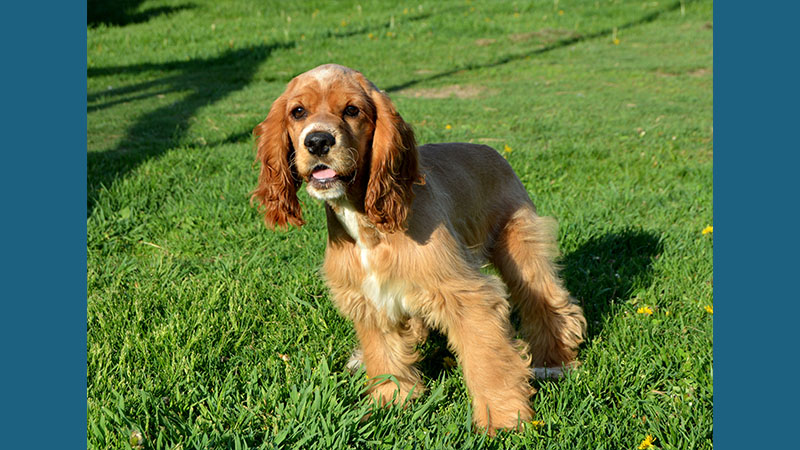 Cocker Spaniel 9