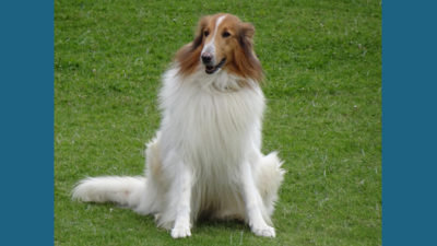 Collie 1