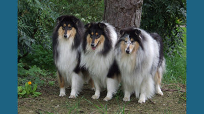 Collie 12