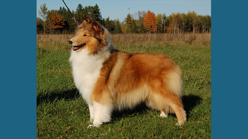 Collie 3