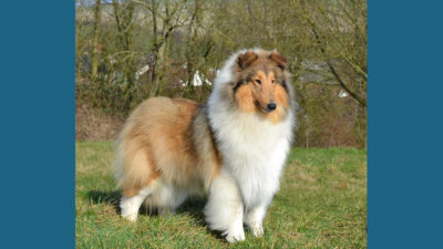 Collie 4