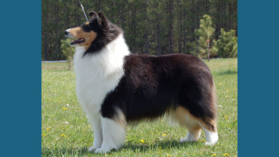 Collie 5