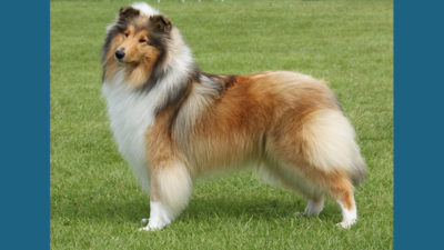 Collie 6