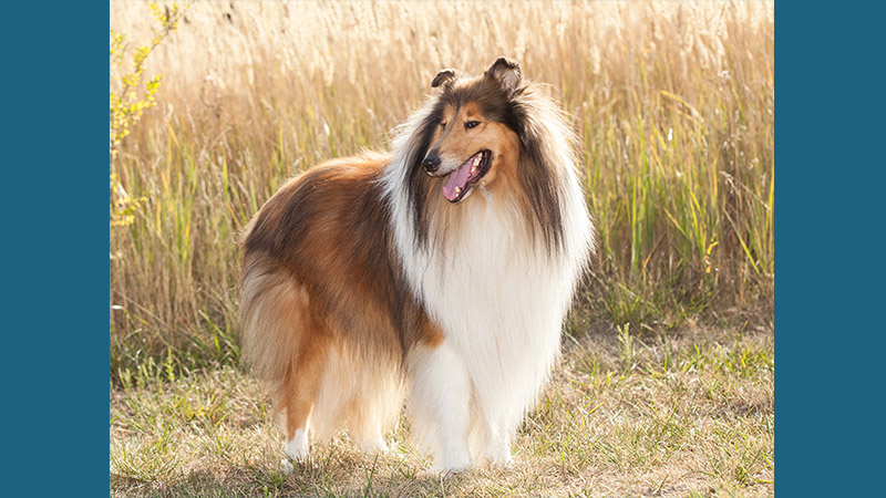 Collie 7