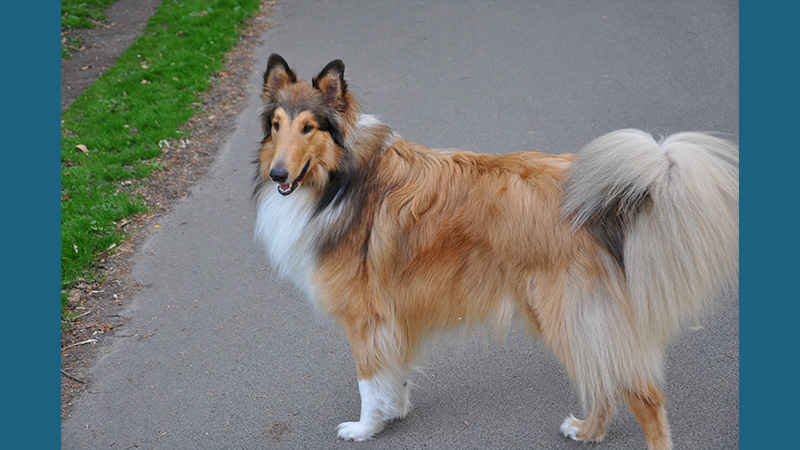 Collie 9