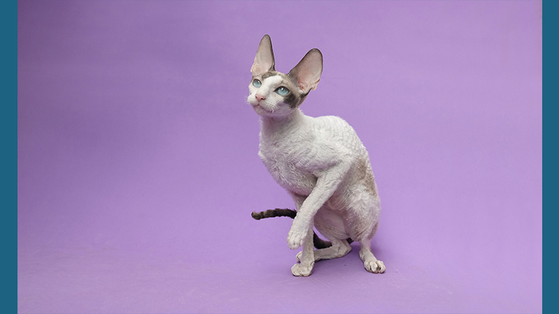 Cornish Rex 1