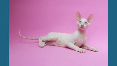 Cornish Rex 2