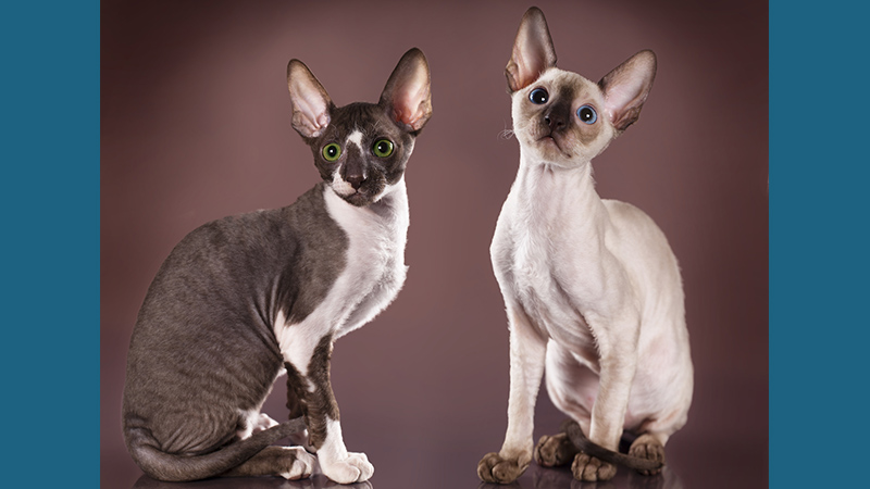 Cornish Rex 3