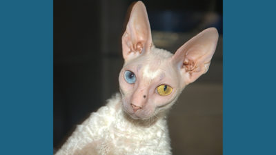 Cornish Rex 4