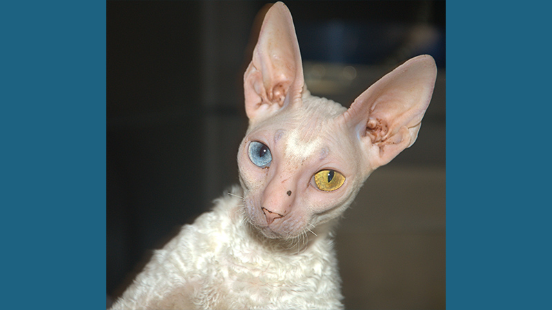 Cornish Rex 4