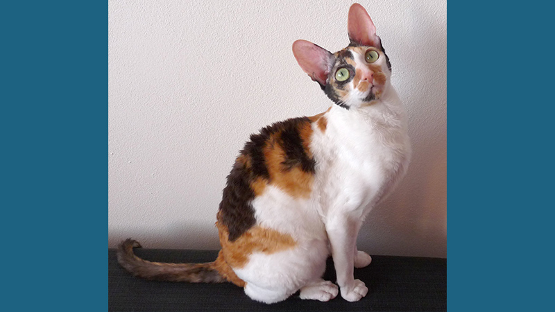 Cornish Rex 5