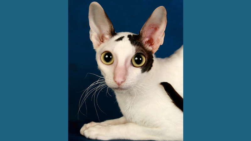 Cornish Rex 6