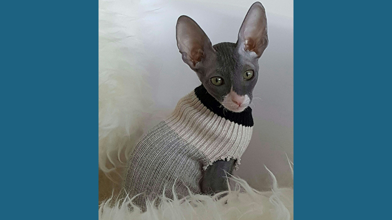 Cornish Rex 7