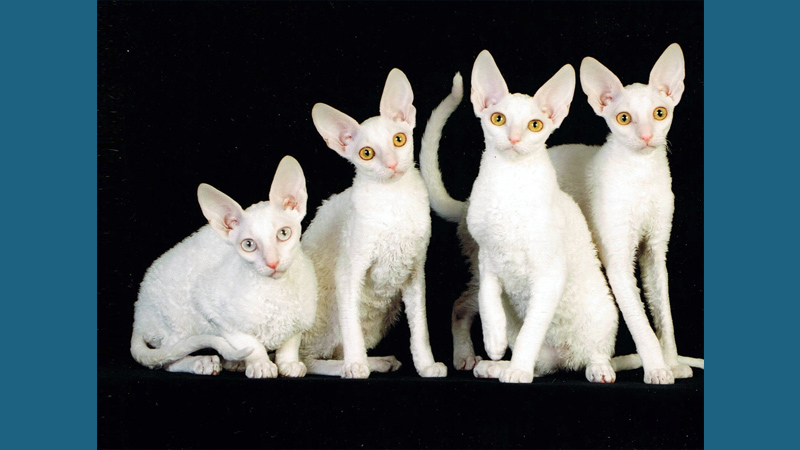 Cornish Rex 8