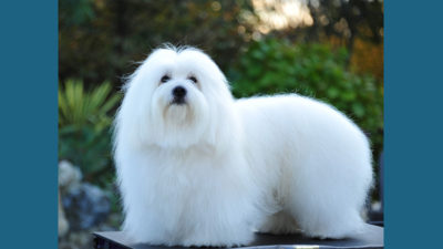 Coton de Tulear 1