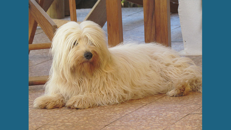 Coton de Tulear 10