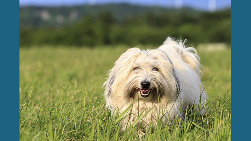 Coton de Tulear 11