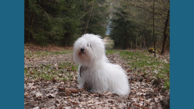 Coton de Tulear 12