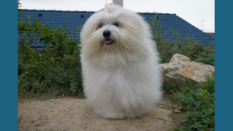 Coton de Tulear 14