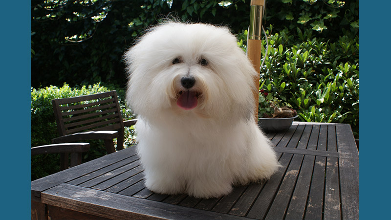 Coton de Tulear 3