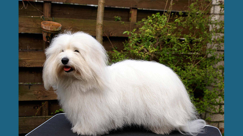 Coton de Tulear 4