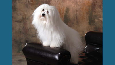 Coton de Tulear 5