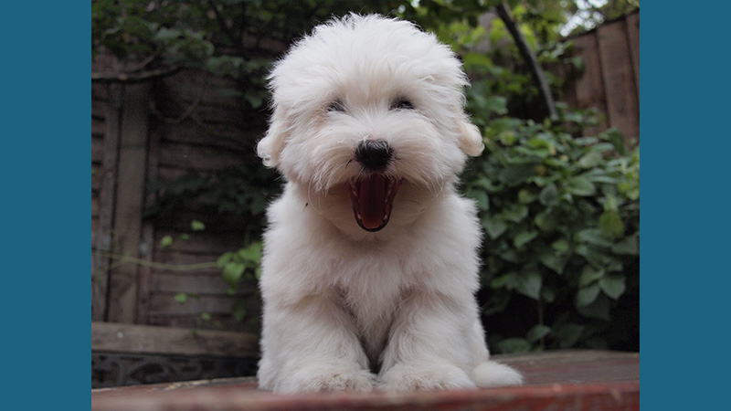 Coton de Tulear 6