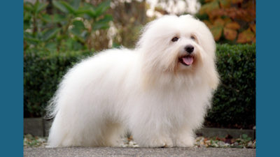 Coton de Tulear 8