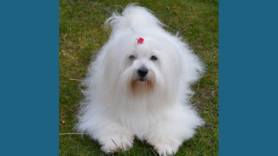 Coton de Tulear 9