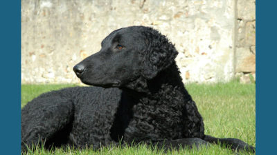 Curly-Coated Retriever 1